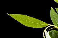 Saule pleureur - feuille (Salix babylonica)